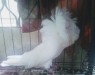 Jacobin pigeon (Female/Madi)